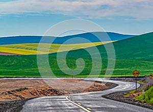 Winter Wheat and Canola Fields