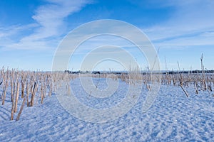 Winter wheat corn field under snow