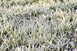 winter wheat covered with ice