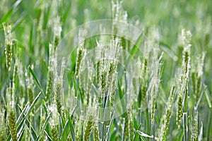 Winter wheat enters heading stage..