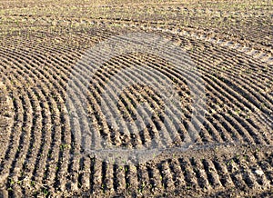 Winter wheat field