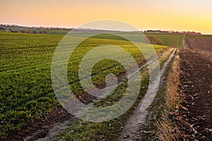 winter wheat field and dirt road in the evening