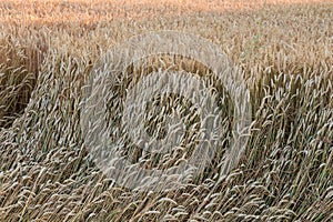 Winter wheat on field with lodged wheat patch on foreground