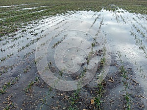 Winter wheat is flooded after the snow melts in the spring. Wetting of soil and crops in the field.
