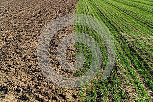 Winter wheat. Green sprouts of wheat in the field. Concept of agriculture and agronomy