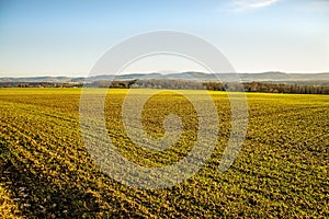 Winter wheat growing