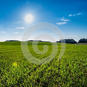 winter wheat in hilly terrain in spring with direct sunlights and cloudy sky