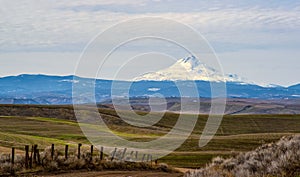 Winter Wheat and Mt Hood