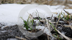 Winter wheat plants. Sprouts grow out of the ground with snow.