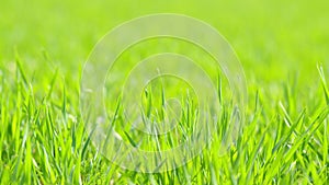 Winter wheat seedlings in the spring day. Profit from agriculuture production organic food. Rack focus. photo