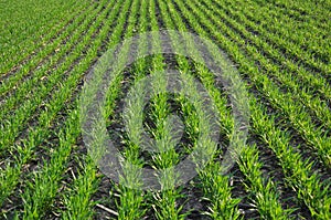 Winter wheat sowings_3