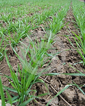 Winter wheat sowings