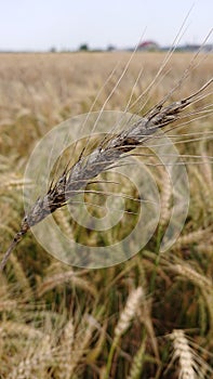 Winter wheat spike damaged by Bacteria Xamthomonas campestris