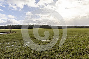 winter wheat sprouts in the field in February in winter