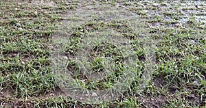 winter wheat sprouts in the field in February in winter