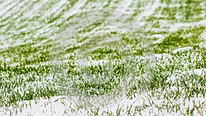 Winter wheat in winter under snow, snow-covered grass