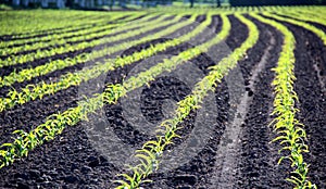 Winter wheats growths in fertile soil at warm autumn morning