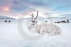 Winter white deer in the desert of Siberia, Russia, Yamal. Resting on the snow at sunrise.