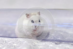 Winter white dwarf hamster