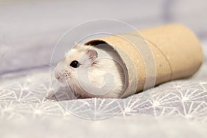 Winter white dwarf hamster