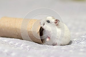 Winter white dwarf hamster