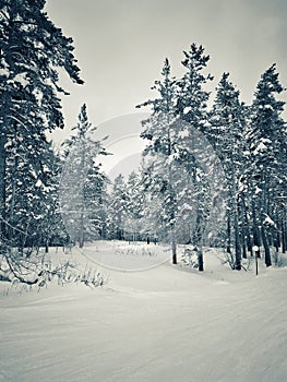 Winter white forest