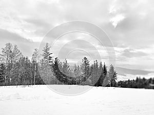 Winter white forest