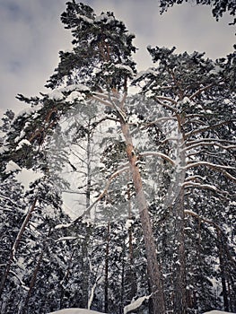 Winter white forest