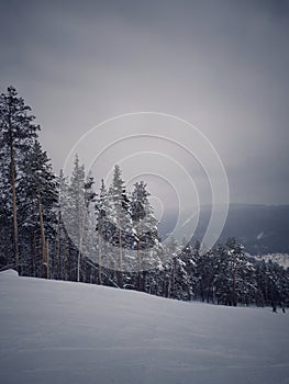 Winter white forest