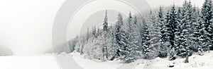 Winter white forest panorama with snow, Christmas background