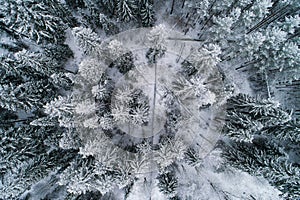 Winter white forest in snow