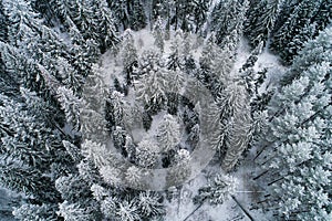 Winter white forest in snow