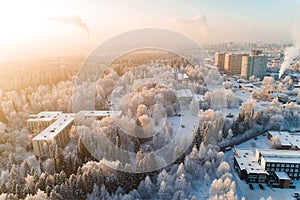 Winter white forest in snow