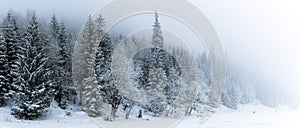 Winter white forest with snow, Christmas background