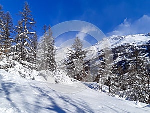 Winter white forest with snow in pine forest mountain on Christmas background