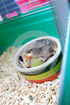 Winter white hamster