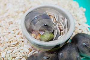 Winter white hamster