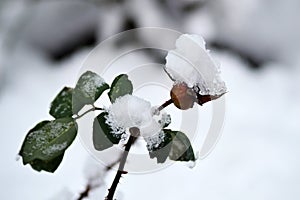 In winter, white roses bloom