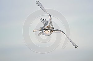 Winter White Sky with Snowy Owl Flight