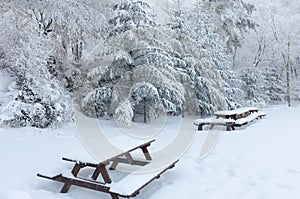 Winter white snow. Christmas background with snowy fir trees.Korea