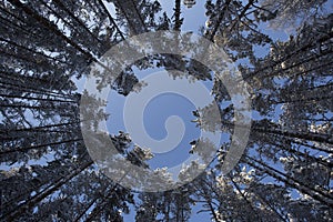 Winter white snowbound forest and blue sky. Background.