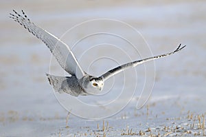 Winter White Snowy Owl in flight