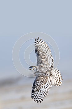 Winter White Snowy Owl in flight