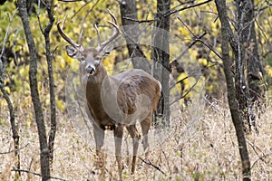 Winter White Tail Buck Is Awake and Alert Before Sunrise