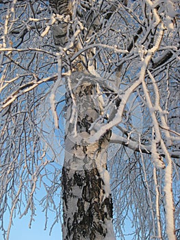 Winter, the white trunk of a birch. Birch branches covered with frost against the blue sky.