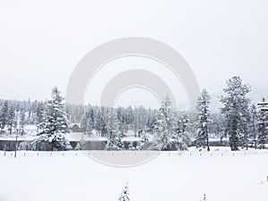 Winter whiteout farmland by the river treeline