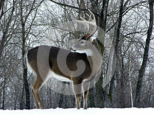 Winter Whitetail Buck