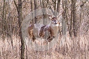 Winter Whitetail Buck Is Awake and Alert Before Sunrise