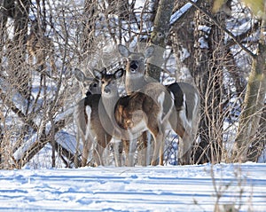 Winter whitetailed deer family