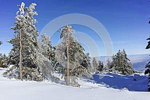 Winter wiew of Vitosha Mountain, Bulgaria